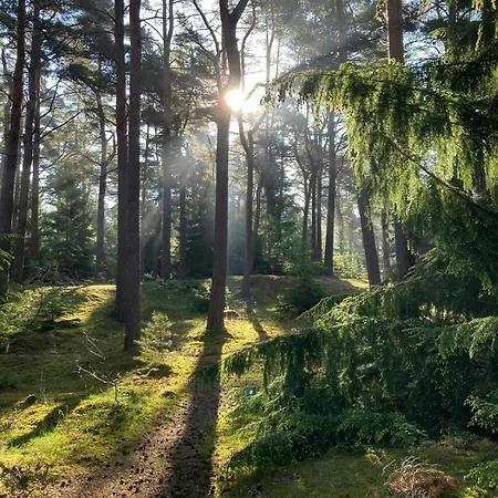 Swedish Log By Asserbo Plantation